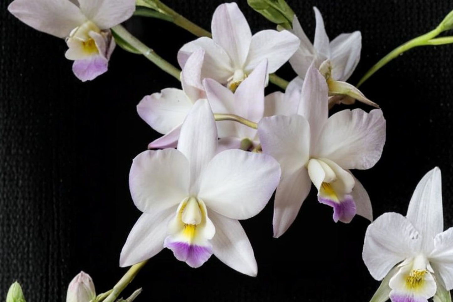Caulaelia mizoguchi Live Mature Orchid, Caulaelia mizoguchi, Cattleya Alliance Hybrid Orchid Plant