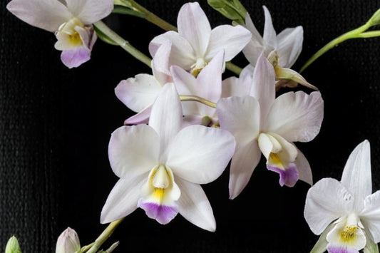 Caulaelia mizoguchi Live Mature Orchid, Caulaelia mizoguchi, Cattleya Alliance Hybrid Orchid Plant