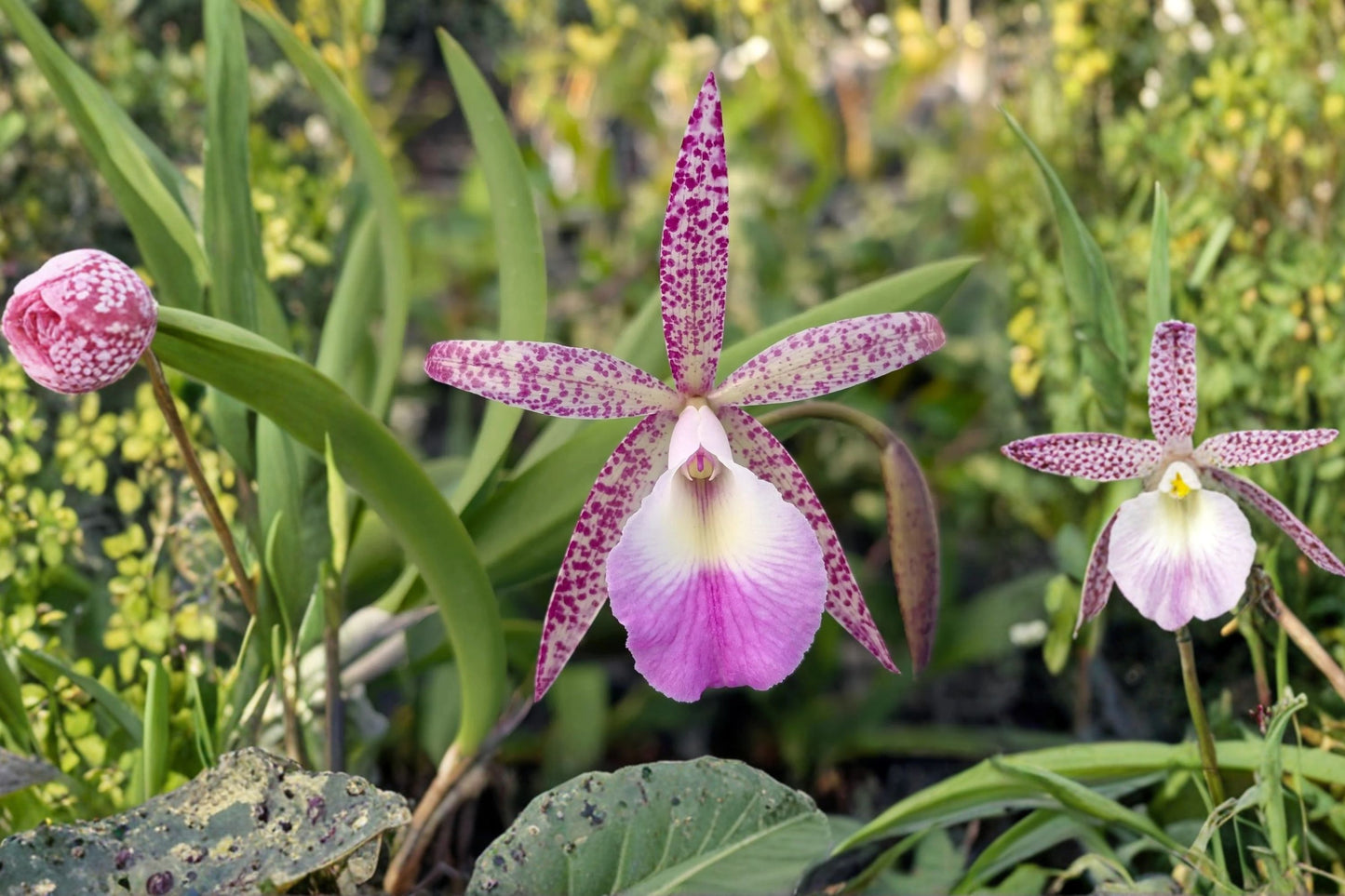 Bc. Walter August × B. venosa Live Mature Orchid, Brassocattleya Hybrid, Cattleya Alliance Orchid Plant