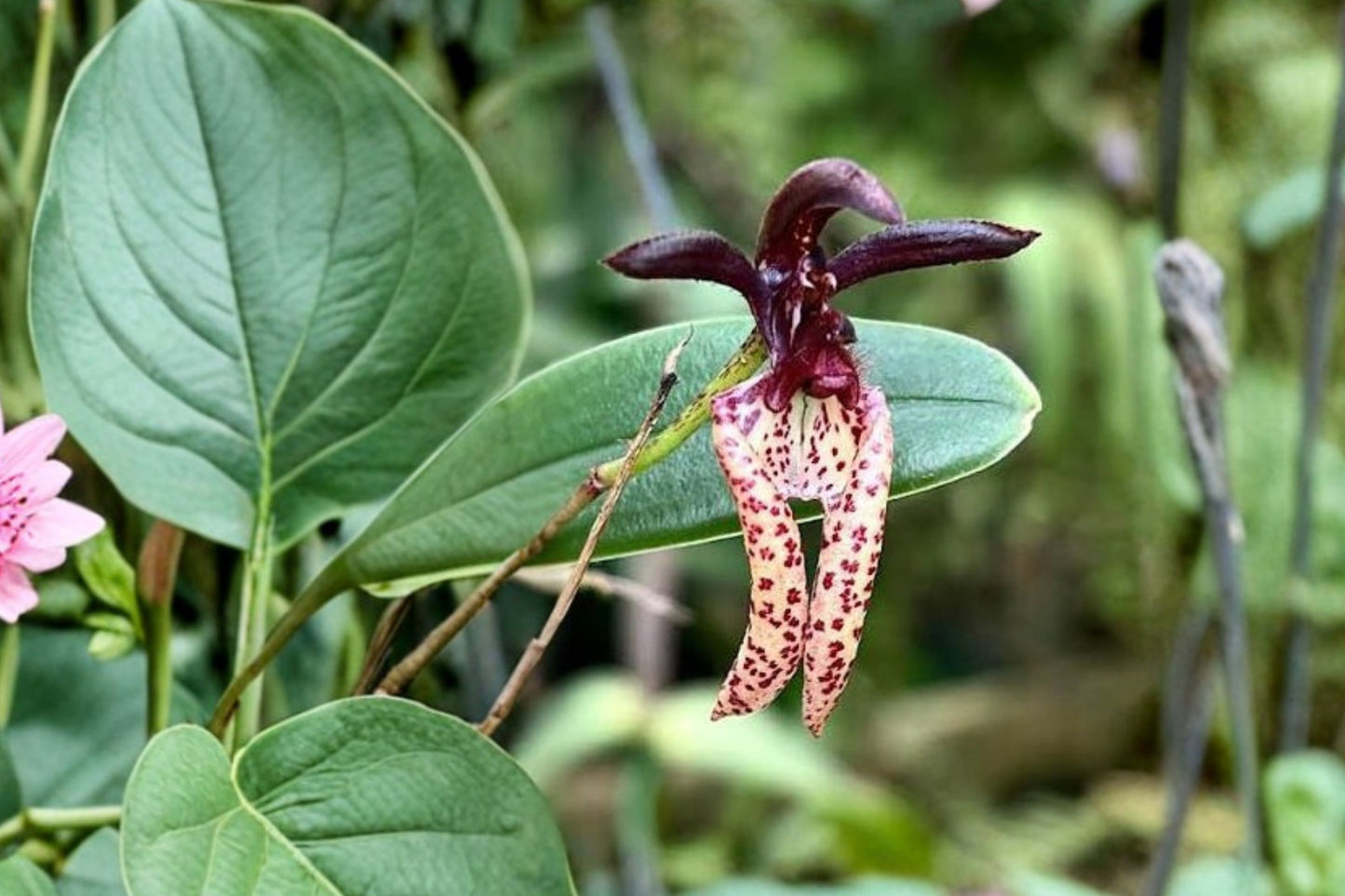 Bare Root Bulbophyllum lasiochilum Live Orchid, Bulbophyllum lasiochilum, Rare Species Orchid Plant