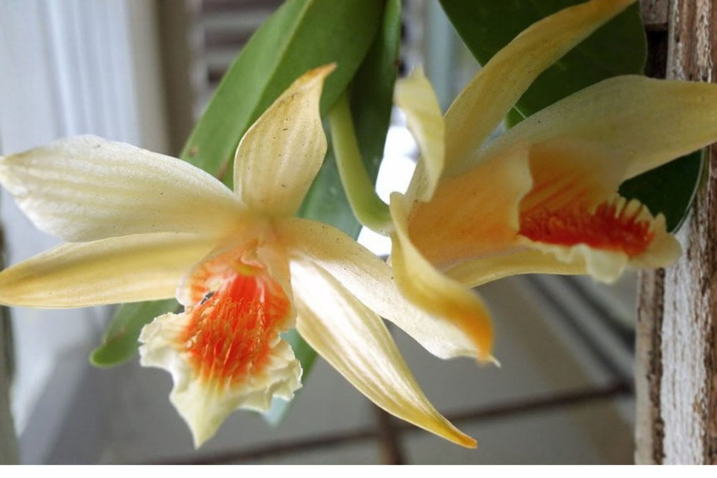 Dendrobium heterocarpum Live Mature Orchid, Dendrobium heterocarpum, Rare Species Orchid Plant