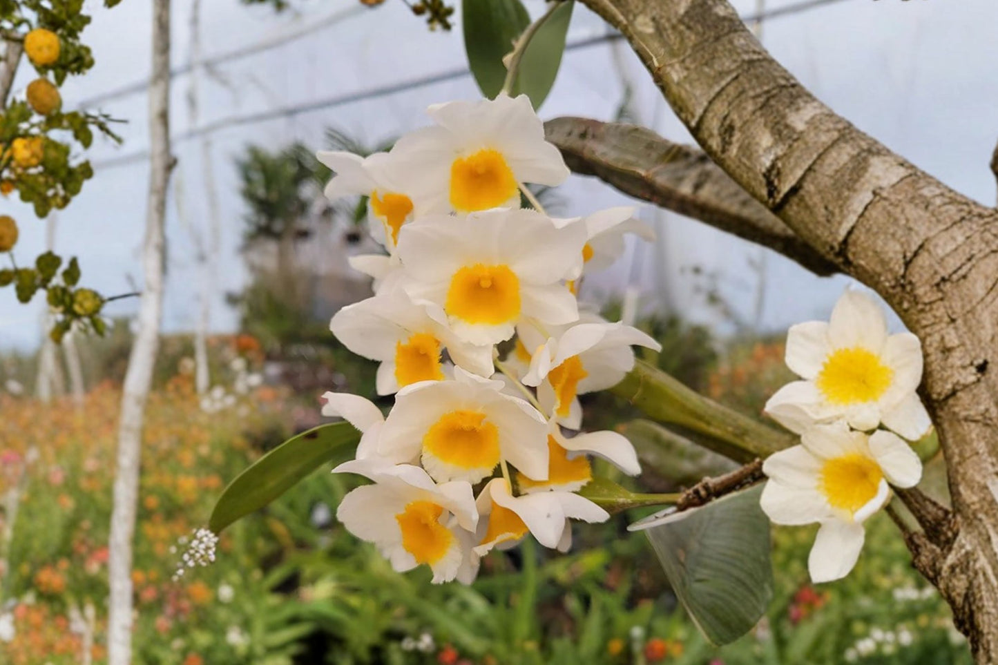 Dendrobium farmeri White Live Mature Orchid, Dendrobium farmeri, Rare Species Orchid Plant