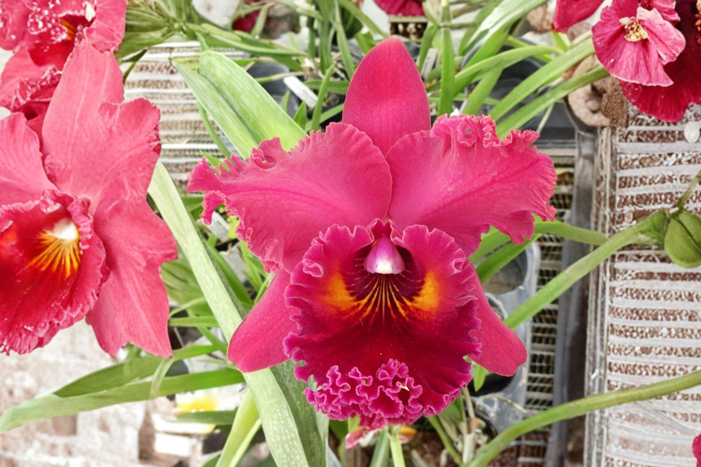Rlc. Achung Ruby Live Mature Orchid, Rlc. Achung Ruby, Cattleya Alliance Orchid Plant