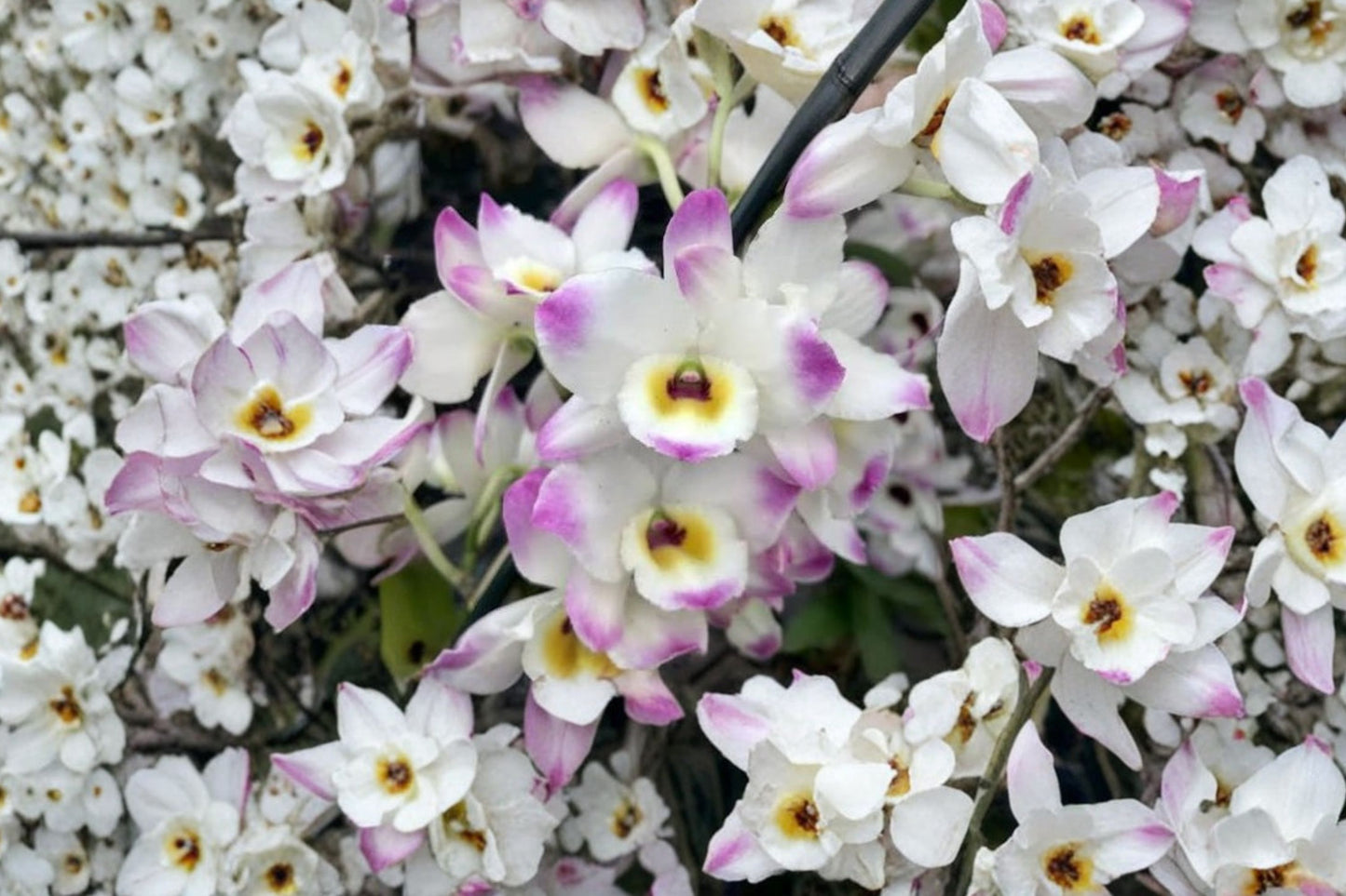 Nobile Dendrobium Line Dance 'Minuet' Live Orchid in 2-Inch Pot, Dendrobium, Blooms Next Year
