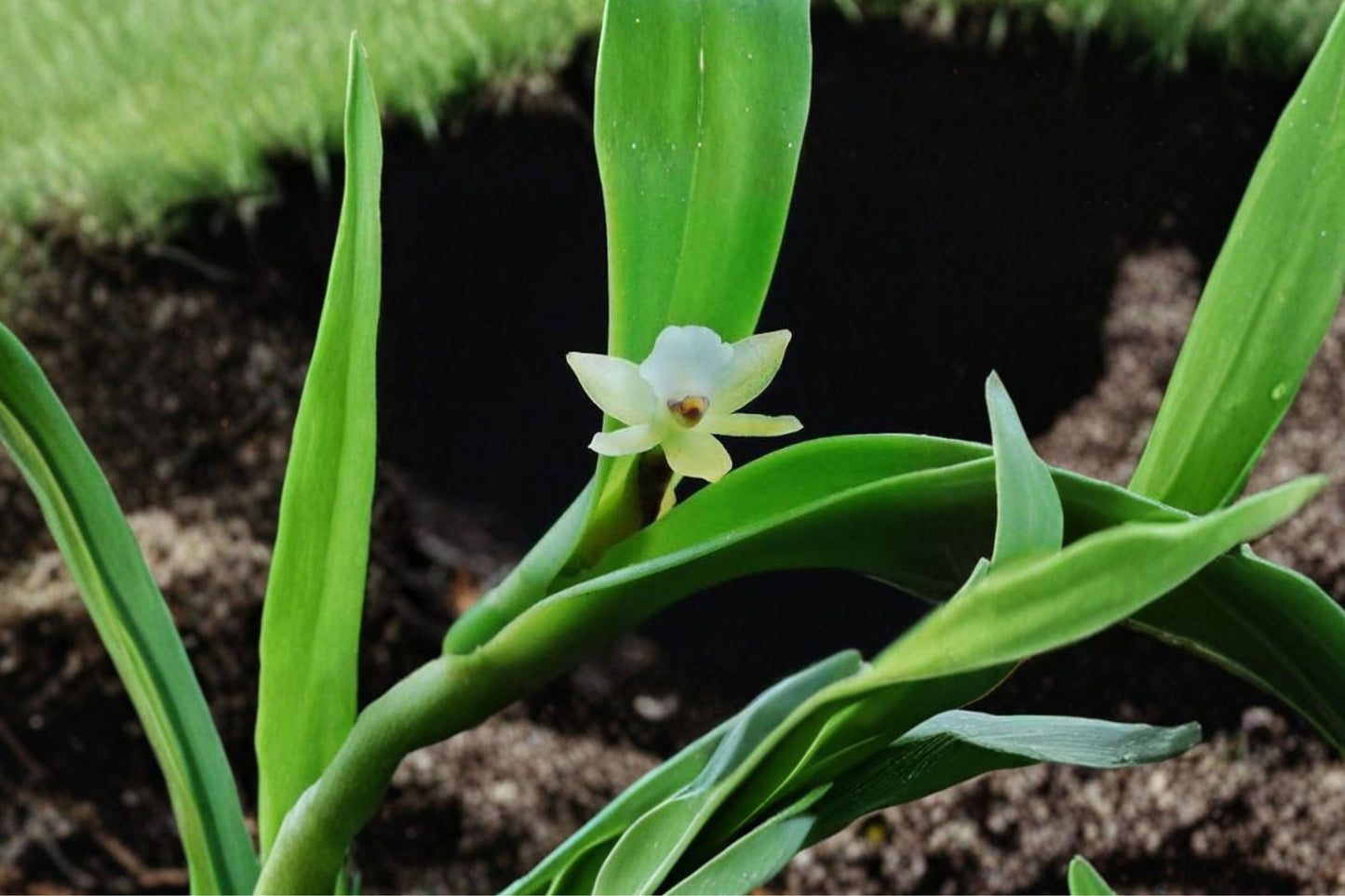 Rare Scaphyglottis prolifera Mature Live Orchid, Scaphyglottis prolifera, Species Orchid Plant