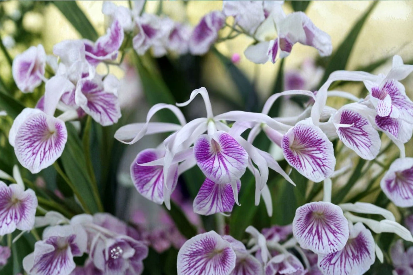 Bc. Moi Live Mature Orchid, Brassocattleya Moi, Cattleya Alliance Hybrid Orchid Plant
