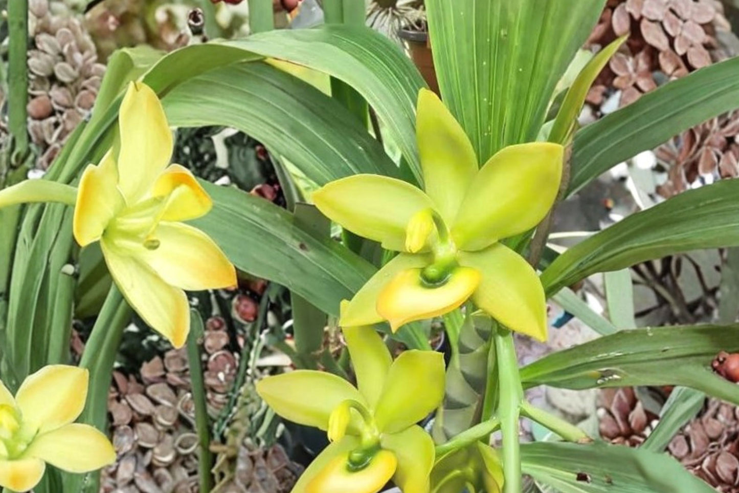 Cynodes Super Swan Live Mature Orchid, Cynodes Super Swan, Catasetum Alliance Hybrid Orchid Plant