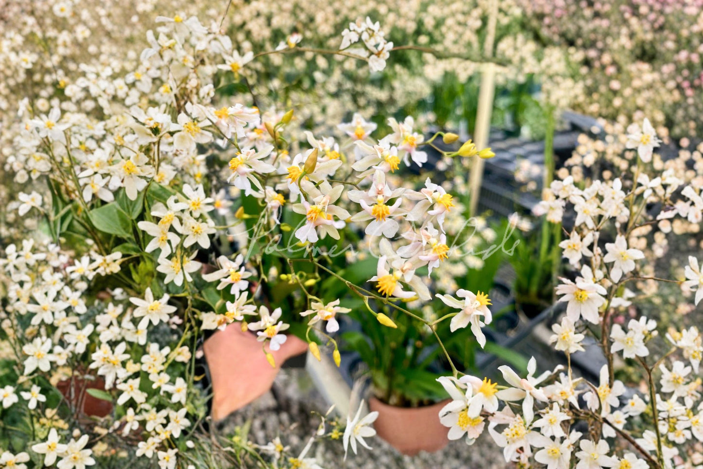Oncidium Tsiku Marguerite Live Mature Orchid, Oncidium Tsiku Marguerite, Twinkle Orchid Plant