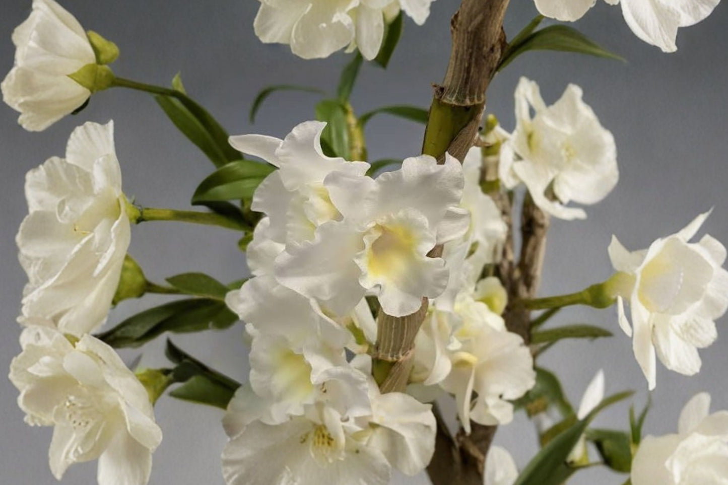 Dendrobium Sea Mary 'Snow Queen' Fragrant Live Mature Orchid, Dendrobium, Nobile Orchid Plant
