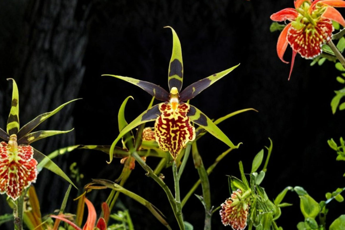 Bcd. Gilded Tower 'Mystic Maze' Live Mature Orchid, Bcd. Gilded Tower 'Mystic Maze', Oncidium Alliance