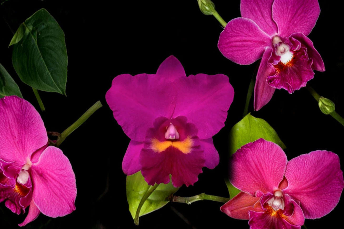 Rlc. Hsinying Aloha 'C.H. Super' Live Mature Orchid, Rlc. Hsinying Aloha 'C.H. Super', Cattleya Hybrid