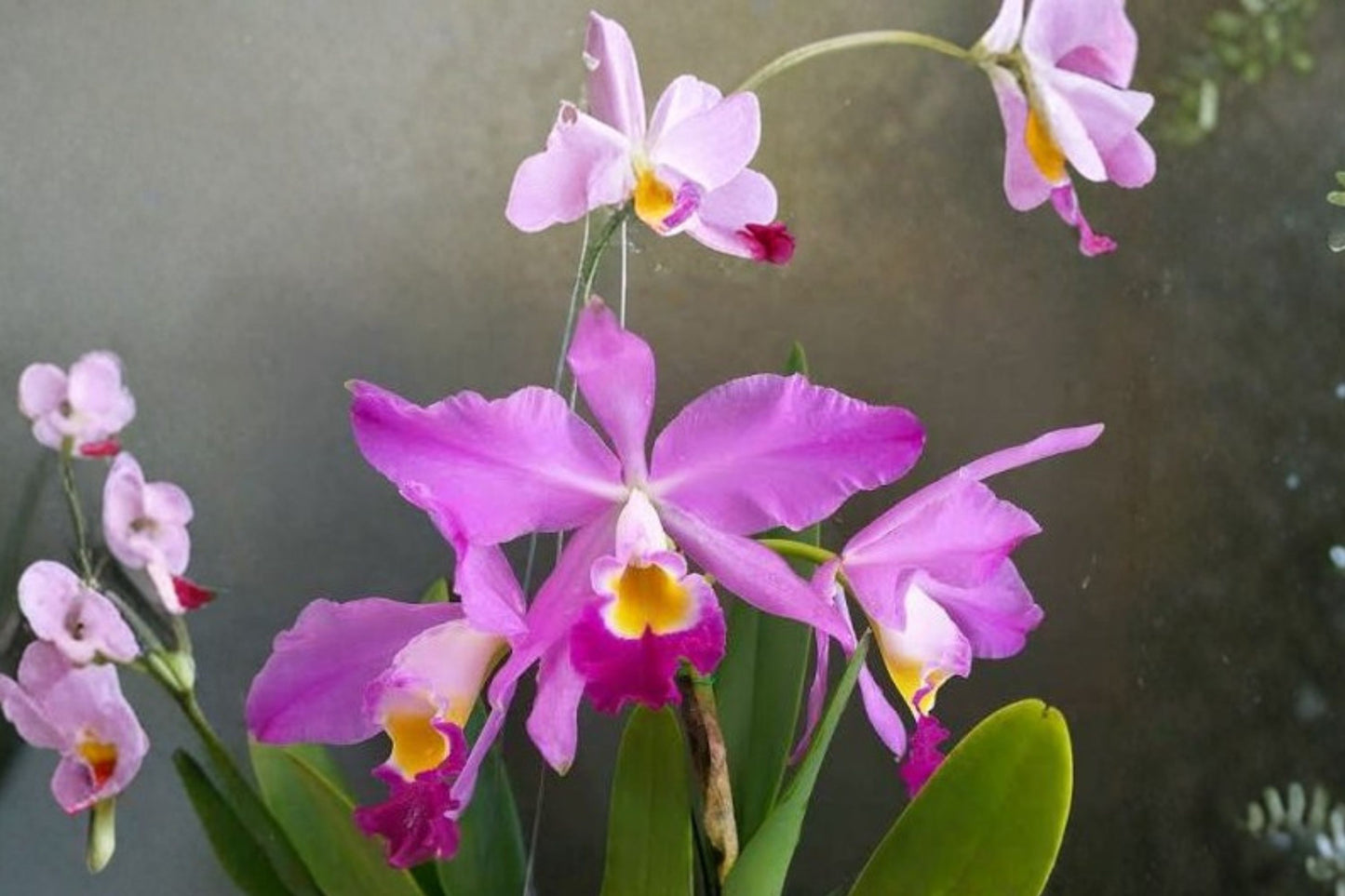 Cattleya El Dorado 'Mount Ito' × C. wallisii Near Blooming Size Orchid, Cattleya El Dorado 'Mount Ito' × Cattleya wallisii
