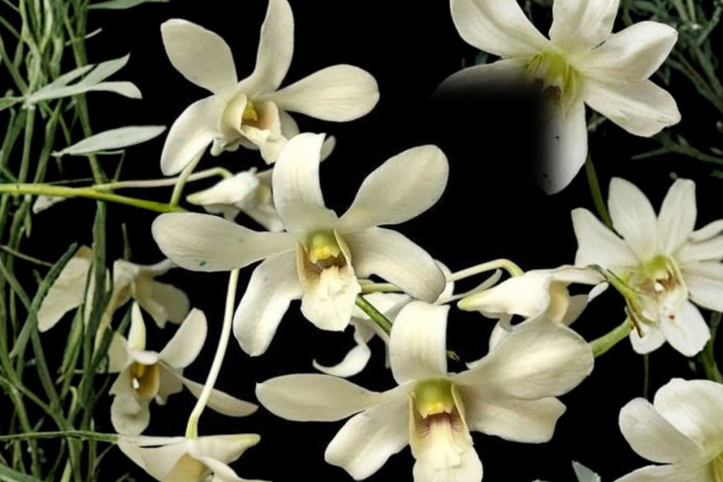 Dendrobium Snow Bells Live Mature Orchid, Dendrobium, Hybrid Orchid Plant