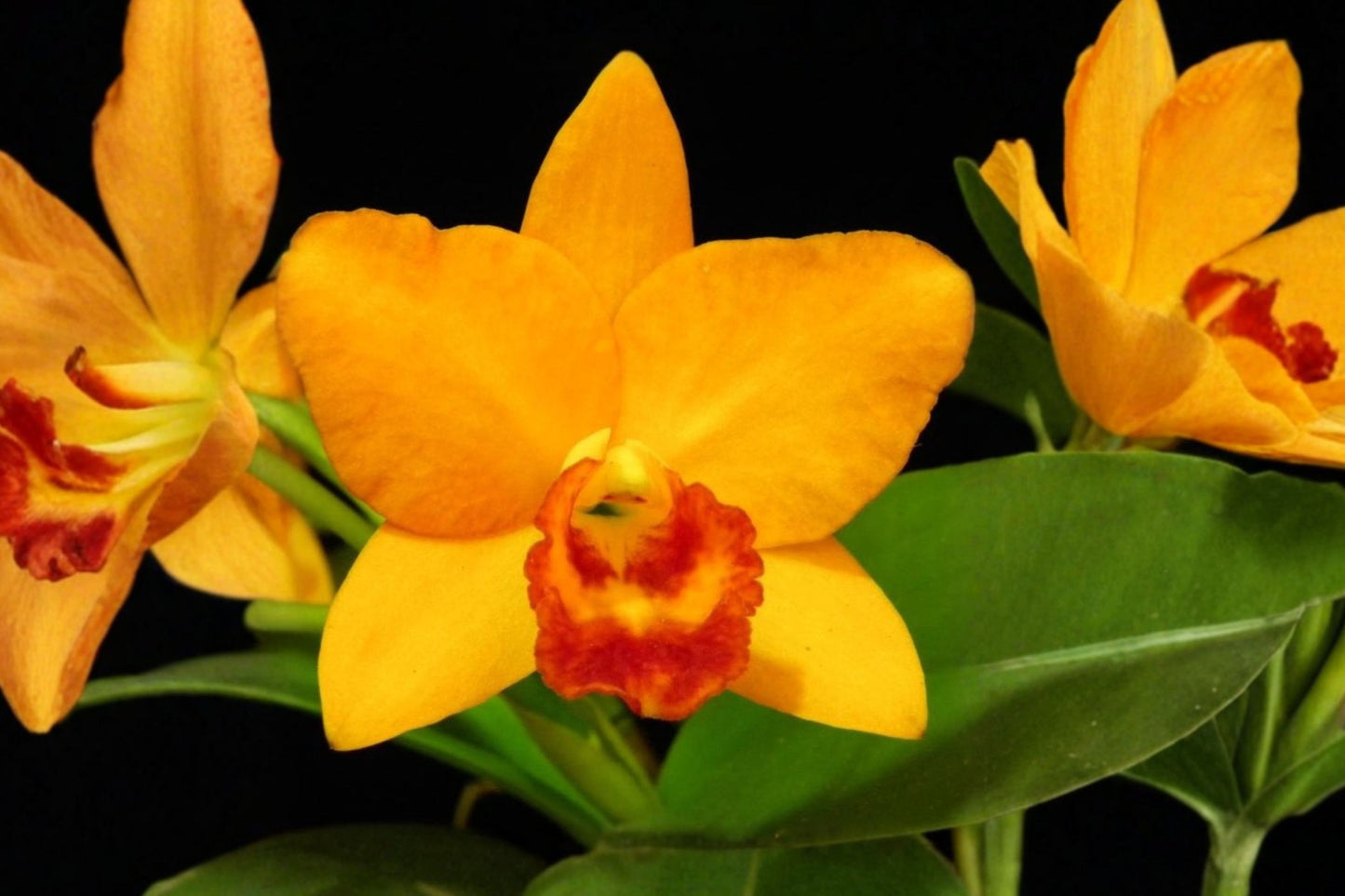 Rhyncattleanthe Nugget Digger Live Mature Orchid, Rhyncattleanthe Nugget Digger, Cattleya Hybrid Plant