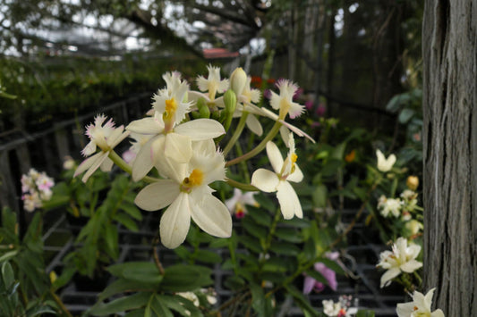 White Epidendrum 'Wedding Valley' Live Mature Orchid, White Epidendrum 'Wedding Valley', Live Orchid Plant