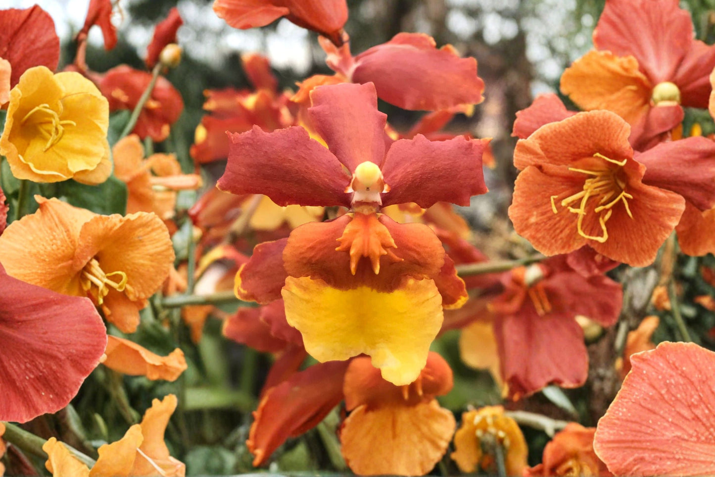 Oncidium Sunny Daze 'Hilo Bay' Seedling Live Orchid, Oncidium Sunny Daze 'Hilo Bay', Hybrid Orchid Plant
