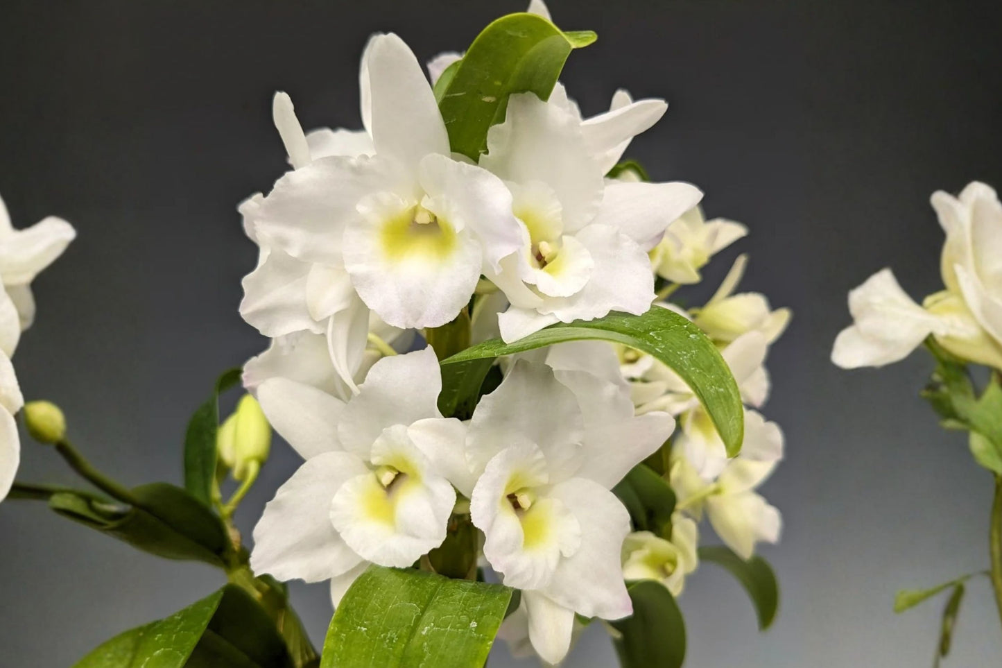 Dendrobium Nobile 'Spring Dream Apollon' Live Mature Orchid, Dendrobium, Nobile Orchid Plant