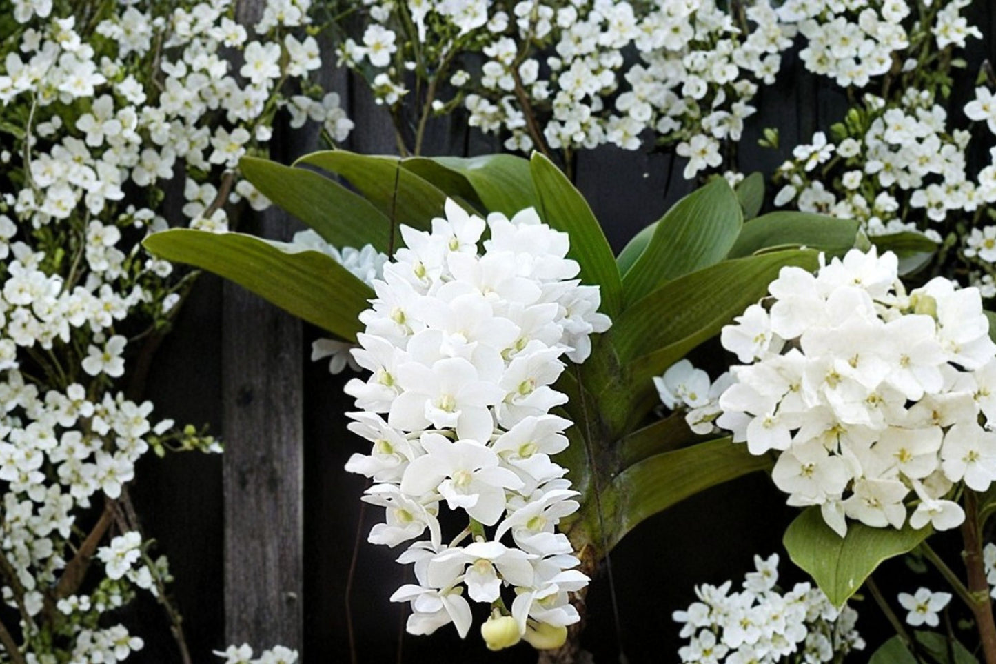 Rhynchostylis coelestis alba Fragrant Live Mature Orchid, Rhynchostylis coelestis alba, Rare White Orchid