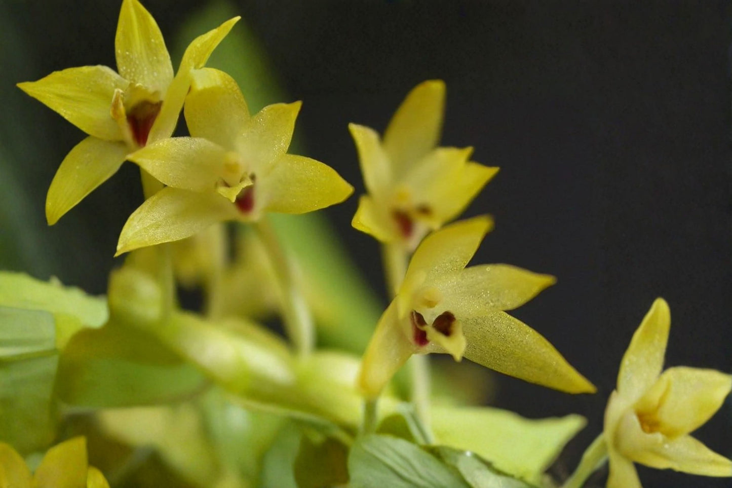 Rare Species Orchid Eria ovata Live Mature Plant, Eria ovata, Collector's Species Orchid