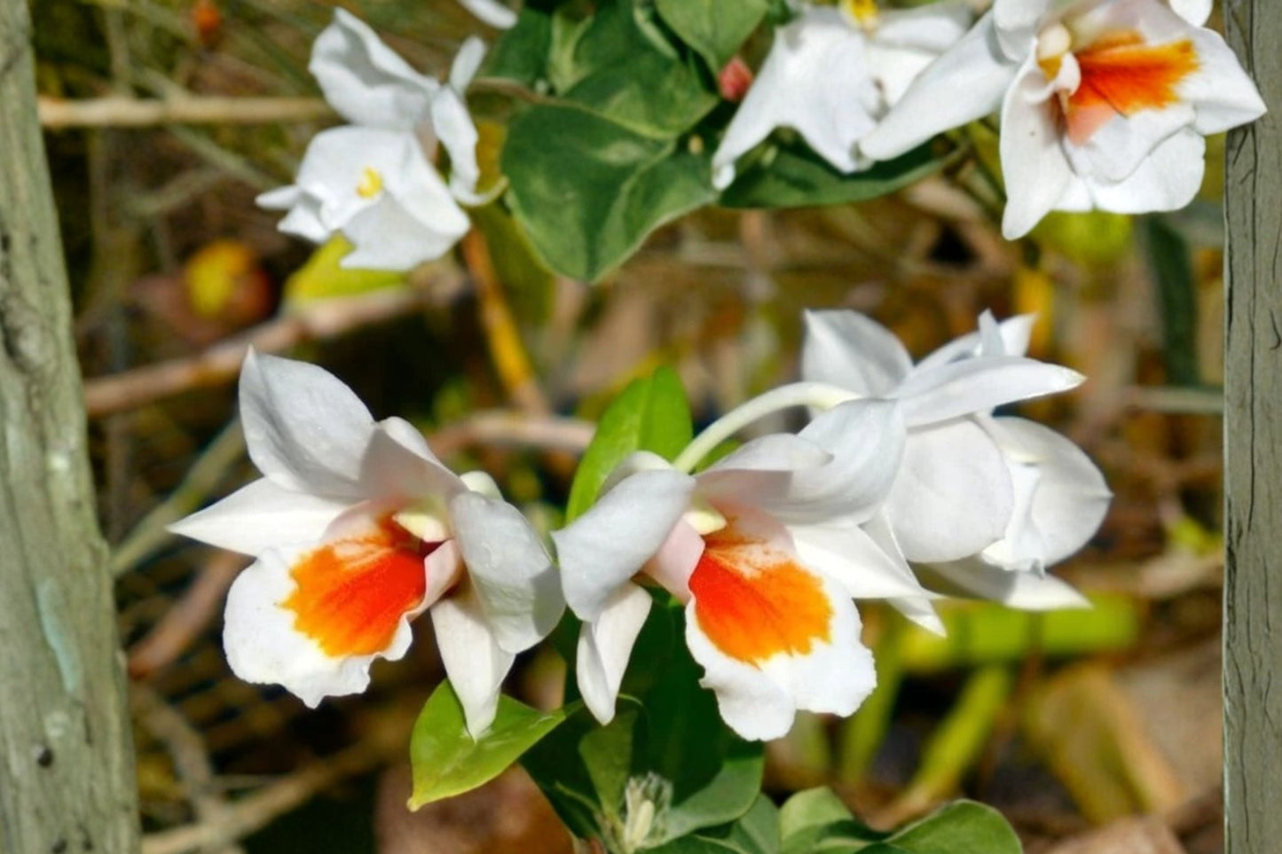 Dendrobium Roongkamol Vejvarut Live Mature Orchid, Dendrobium, Hybrid Orchid Plant