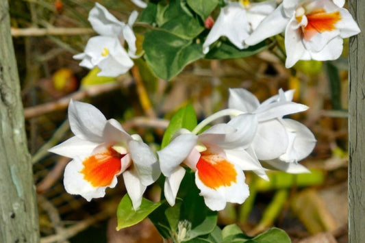 Dendrobium Roongkamol Vejvarut Live Mature Orchid, Dendrobium, Hybrid Orchid Plant