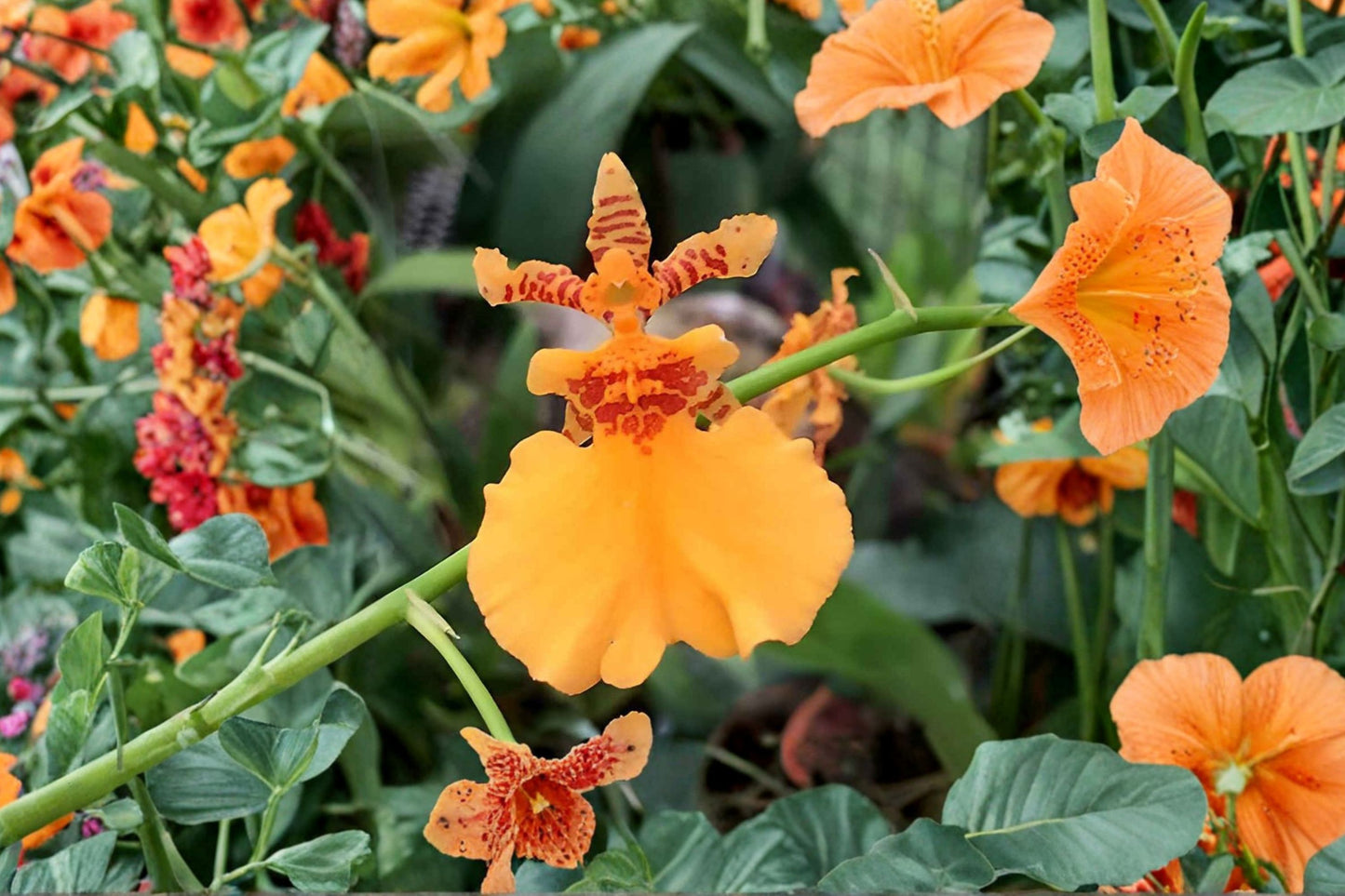 Oncidesa Gower Ramsey 'TOW' Seedling Live Orchid, Dancing Lady Orchid, Oncidium Hybrid, Greenhouse-Grown Orchid Plant
