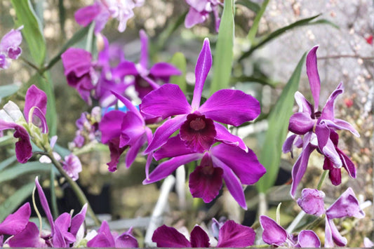 Laelia purpurata var. rubra x sanguinea Live Mature Orchid, Cattleya Type Orchid, Rare Brazilian Orchid Plant