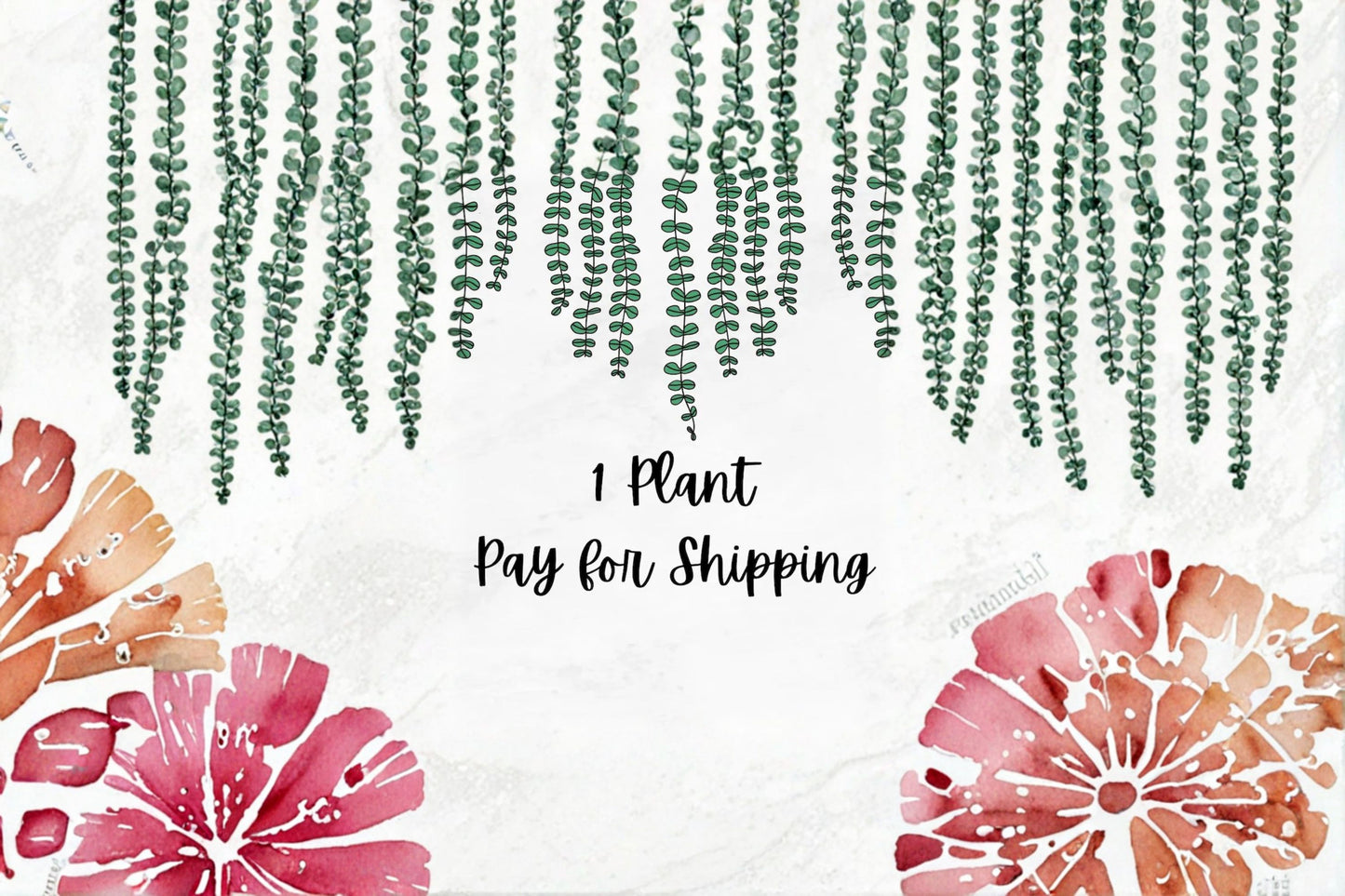 1 Plant – Pay for Shipping | Live Plant Offer | Greenhouse-Grown Plant | Customer Appreciation Special