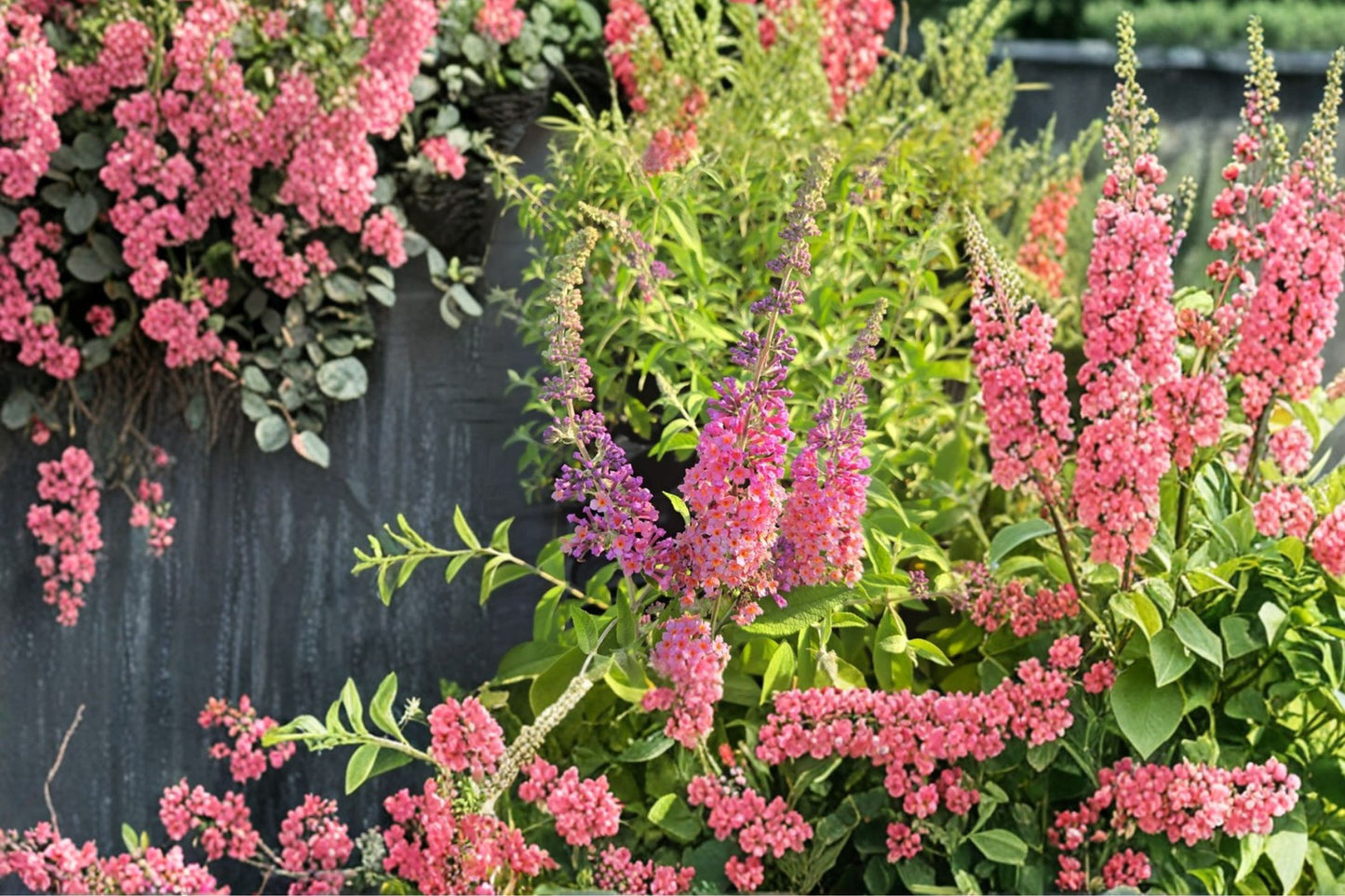 FREE SHIPPING Butterfly Bush Bicolor Starter Plant | Live Buddleja | Pollinator Friendly | Starter Live Plant