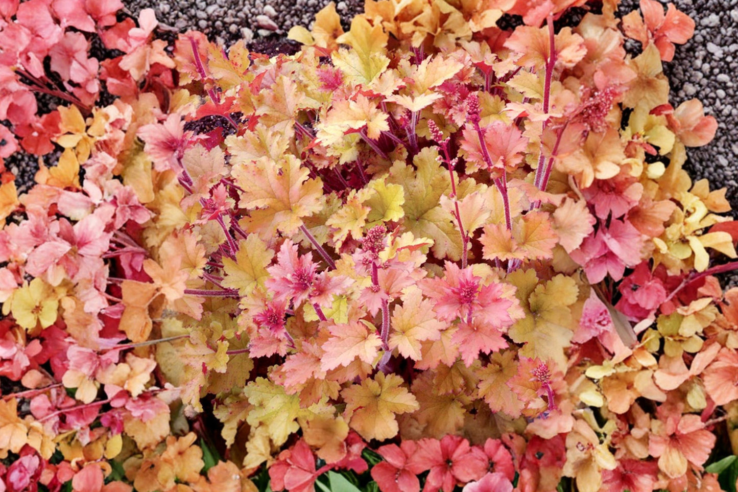 FREE SHIPPING Marmalade Heuchera Starter Plant | Coral Bells Live Plant | Colorful Perennial Foliage | Heuchera 'Marmalade'