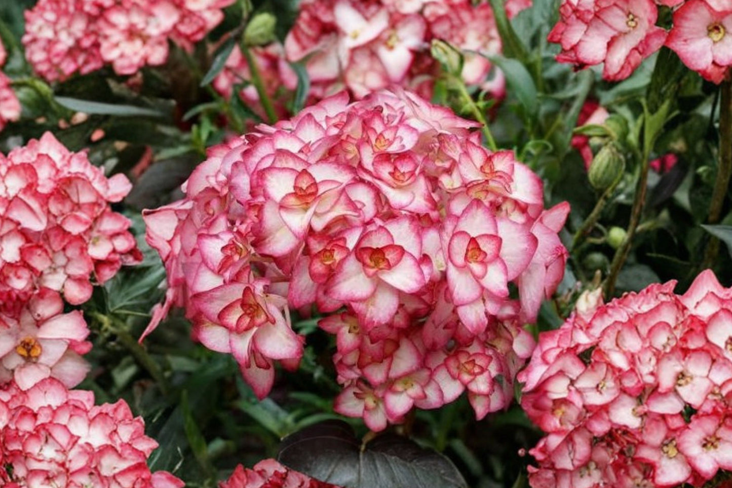 FREE SHIPPING Hydrangea 'Miss Saori' Starter Plant | Live Hydrangea | Award-Winning Lacecap Shrub | Pink & White Blooms