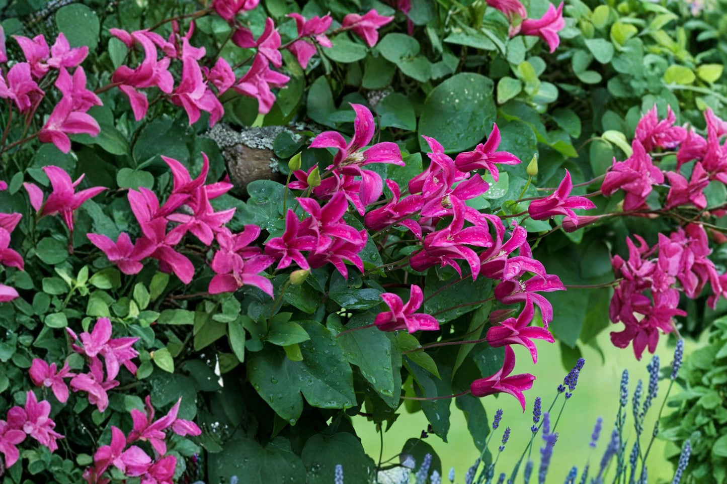FREE SHIPPING Princess Diana Clematis Starter Plant | Live Flowering Vine | Clematis 'Princess Diana' | Climbing Perennial