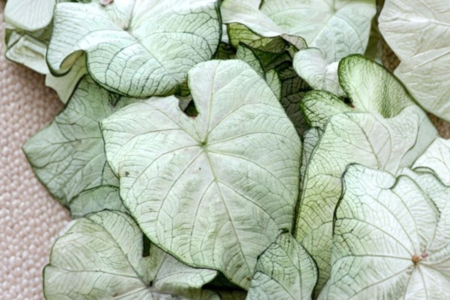 FREE SHIPPING June Bride Caladium Bulbs | White Heart-Shaped Foliage | Fancy Leaf Caladium | Tropical Garden Bulbs