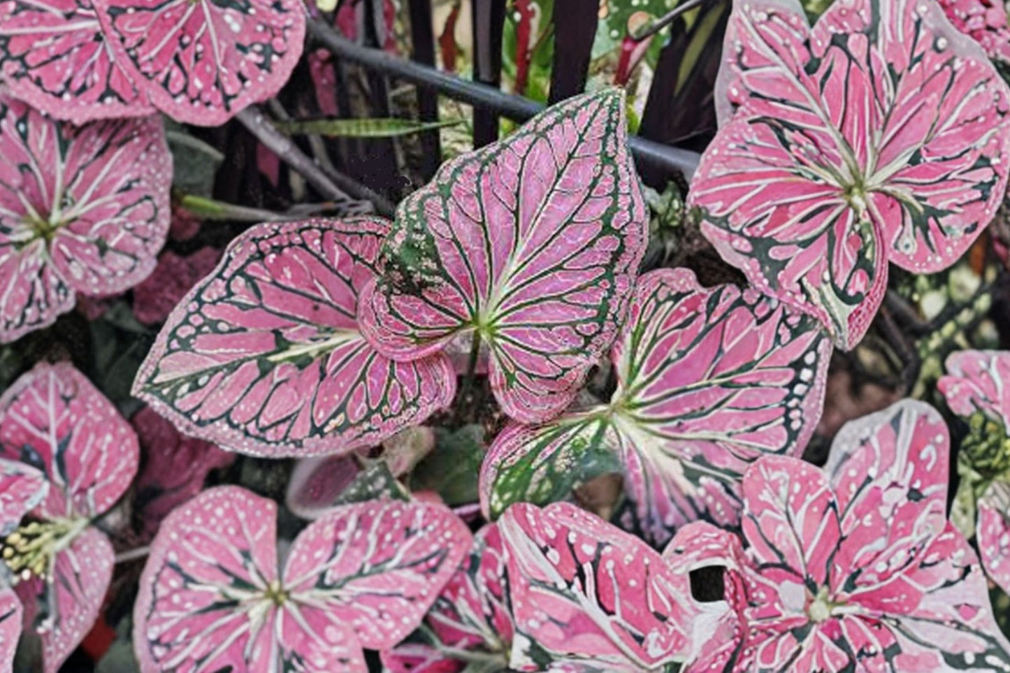 FREE SHIPPING Pink Princess Symphony Caladium Bulbs | Pink Fancy Leaf Caladium | Tropical Shade Garden Bulbs