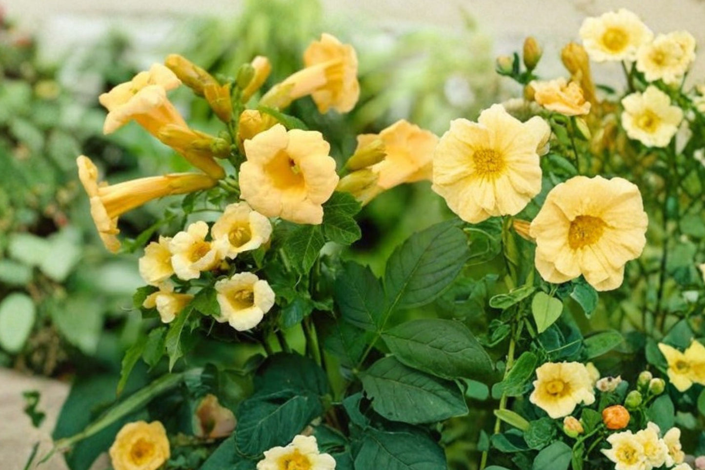 FREE SHIPPING Yellow Trumpet Vine Starter Plant | Yellow Bells Vine | Live Flowering Climbing Plant | Tropical Vine