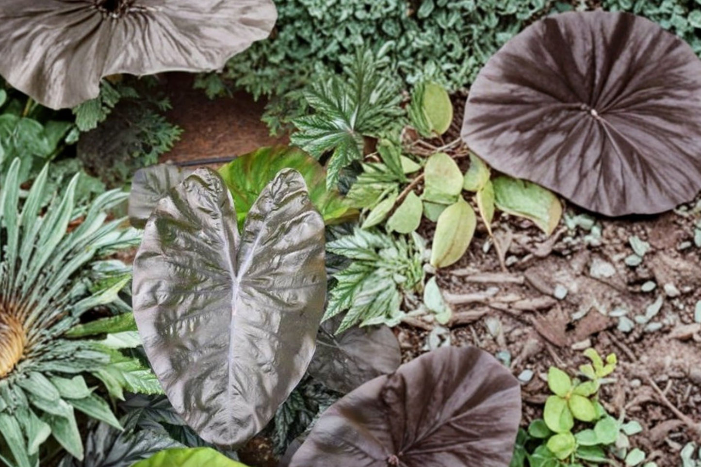 FREE SHIPPING Black Coral Elephant Ear Alocasia Starter Plant | Live Tropical Houseplant | Dark Foliage Indoor Plant