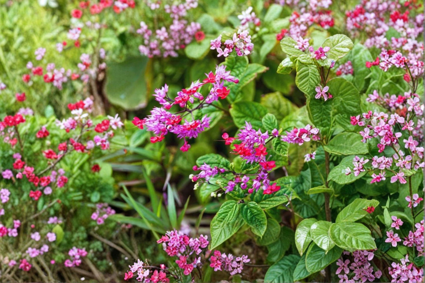 FREE SHIPPING Purple & Red Bleeding Heart Tropical Vine Starter Plant | Live Climbing Vine | Exotic Flowering Vine