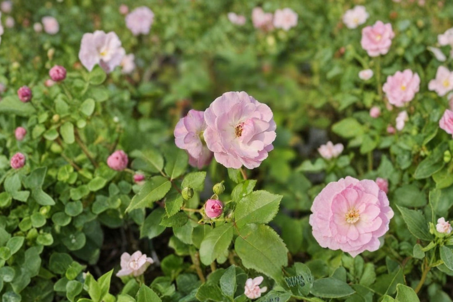 FREE SHIPPING Miniature Rose 'Lynn' Swirled Beauty Starter Plant | Live Mini Rose Bush | Pink & White Rose Plant