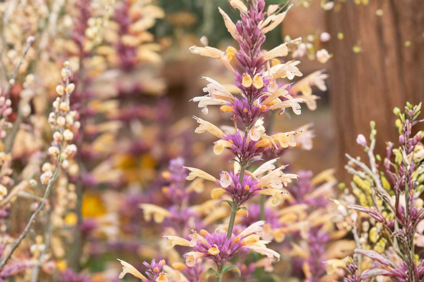 FREE SHIPPING Mango Tango Agastache Starter Plant | Hummingbird Mint | Live Perennial Pollinator Plant | Orange Yellow Blooms