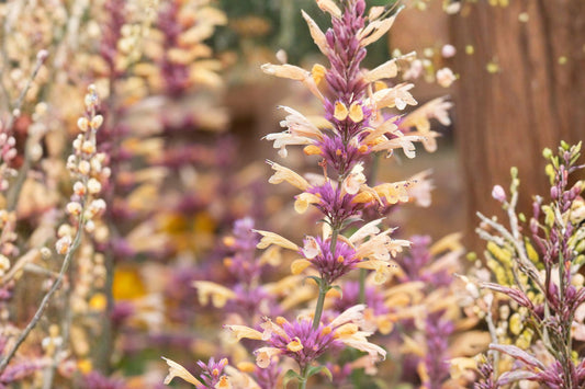 FREE SHIPPING Mango Tango Agastache Starter Plant | Hummingbird Mint | Live Perennial Pollinator Plant | Orange Yellow Blooms