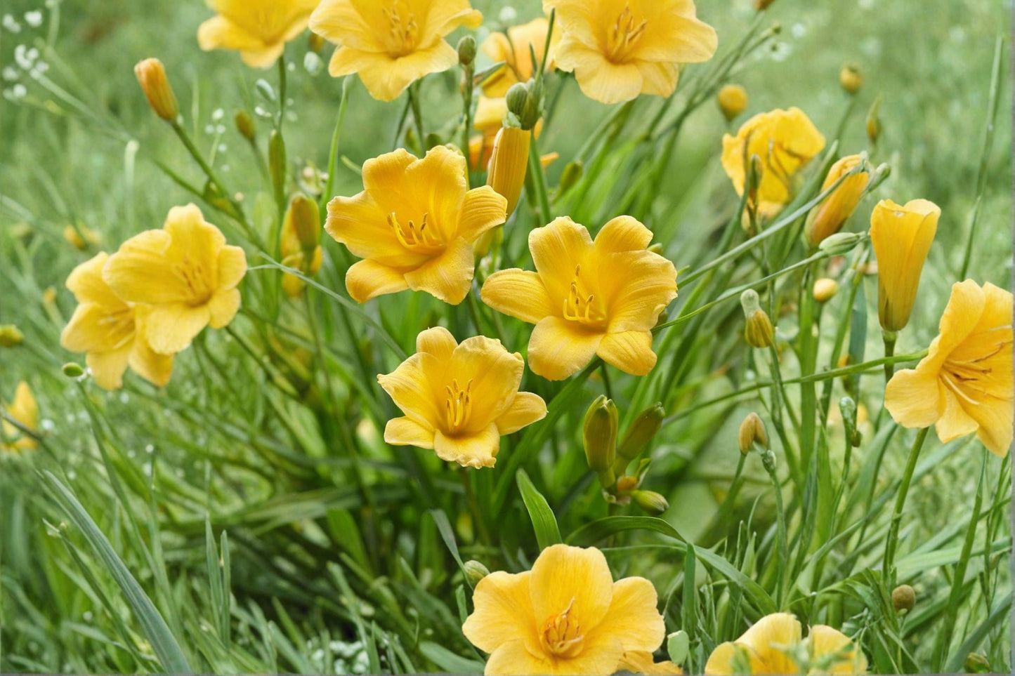 FREE SHIPPING Yellow Stella d'Oro Daylily Starter Plant | Hemerocallis | Live Reblooming Perennial | Yellow Lily