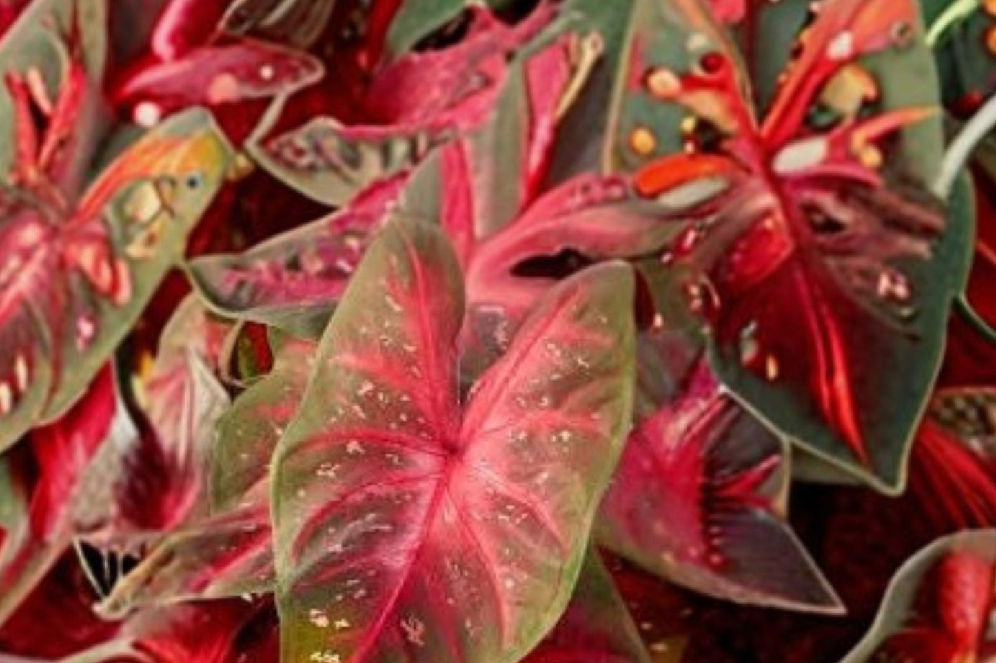 FREE SHIPPING Red Flash Caladium Bulbs | Red Fancy Leaf Caladium | Tropical Shade Garden Bulbs | Colorful Foliage Plant