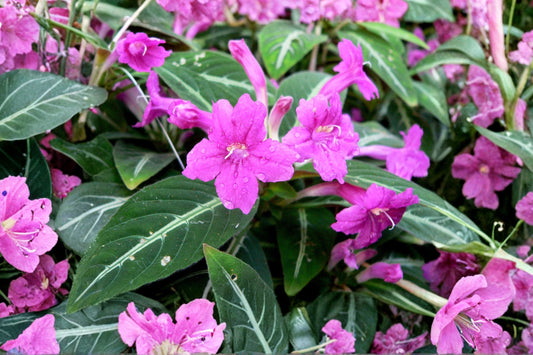 SUPER SALE FREE SHIPPING Black Monkey Plant Ruellia makoyana Starter Plant | Velvet Vine | Mexican Petunia Houseplant