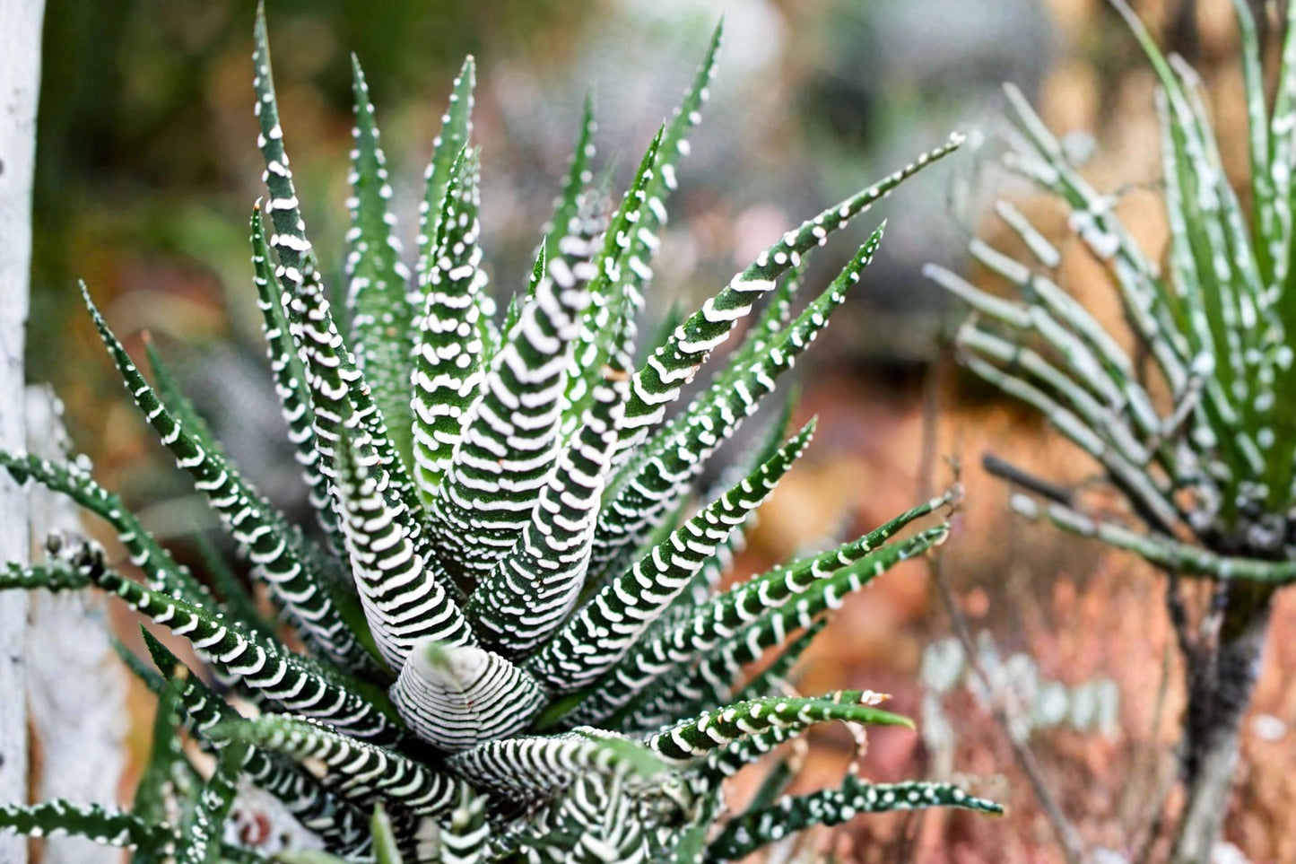 FREE SHIPPING Zebra Aloe Succulent Starter Plant | Haworthia fasciata | Live Indoor Houseplant | Easy Care Succulent
