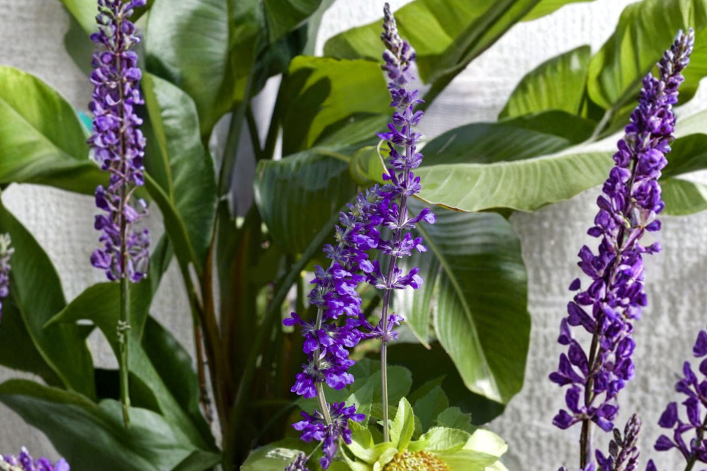 FREE SHIPPING Indigo Spires Salvia Starter Plant | Blue Sage | Live Perennial Pollinator Plant | Hummingbird & Butterfly Garden