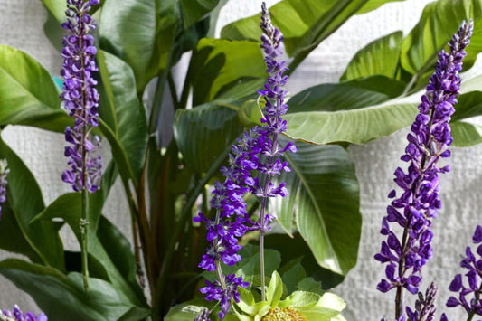 FREE SHIPPING Indigo Spires Salvia Starter Plant | Blue Sage | Live Perennial Pollinator Plant | Hummingbird & Butterfly Garden