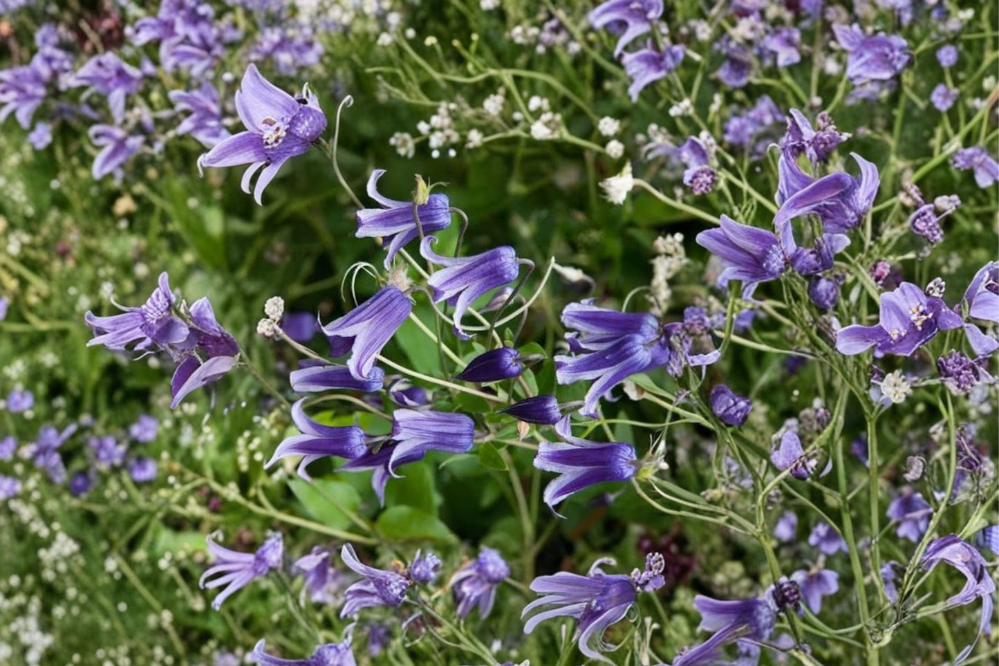 FREE SHIPPING Blue Bells Clematis 'Roguchi' Starter Plant | Live Clematis Vine | Blue Flowering Climbing Perennial