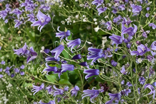 FREE SHIPPING Blue Bells Clematis 'Roguchi' Starter Plant | Live Clematis Vine | Blue Flowering Climbing Perennial