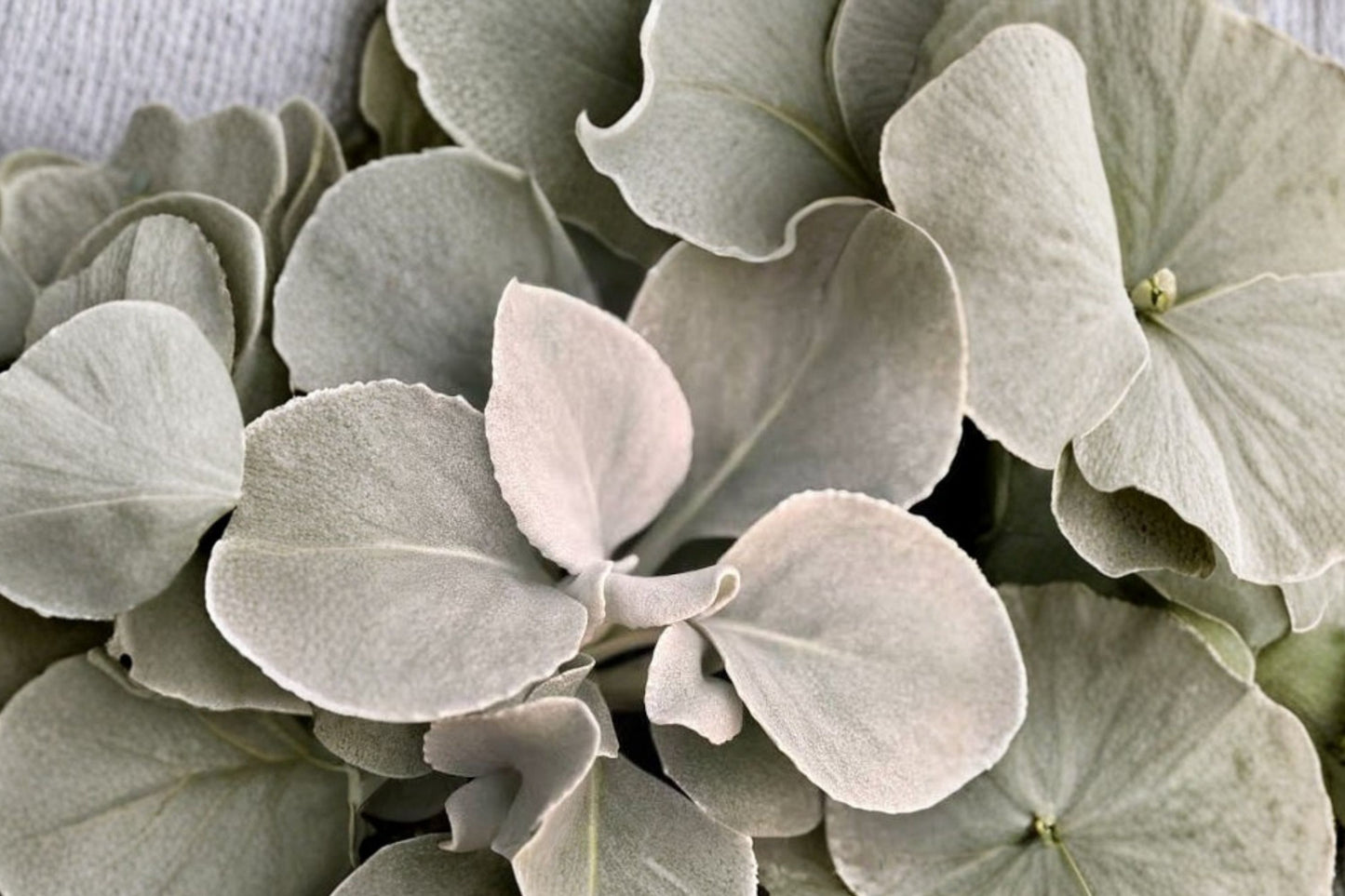 FREE SHIPPING Angel Wings Starter Plant | Senecio candicans 'Angel Wings' | Live Silver Foliage Plant | Velvet Leaves