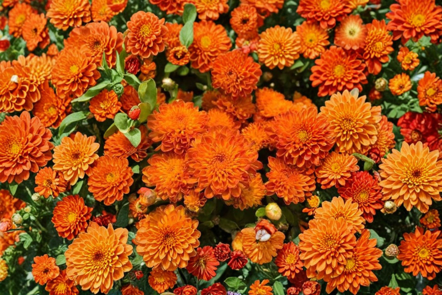 FREE SHIPPING Autumn Spice Garden Mum Starter Plant | Live Chrysanthemum | Fall Flowering Perennial | Orange Bronze Blooms